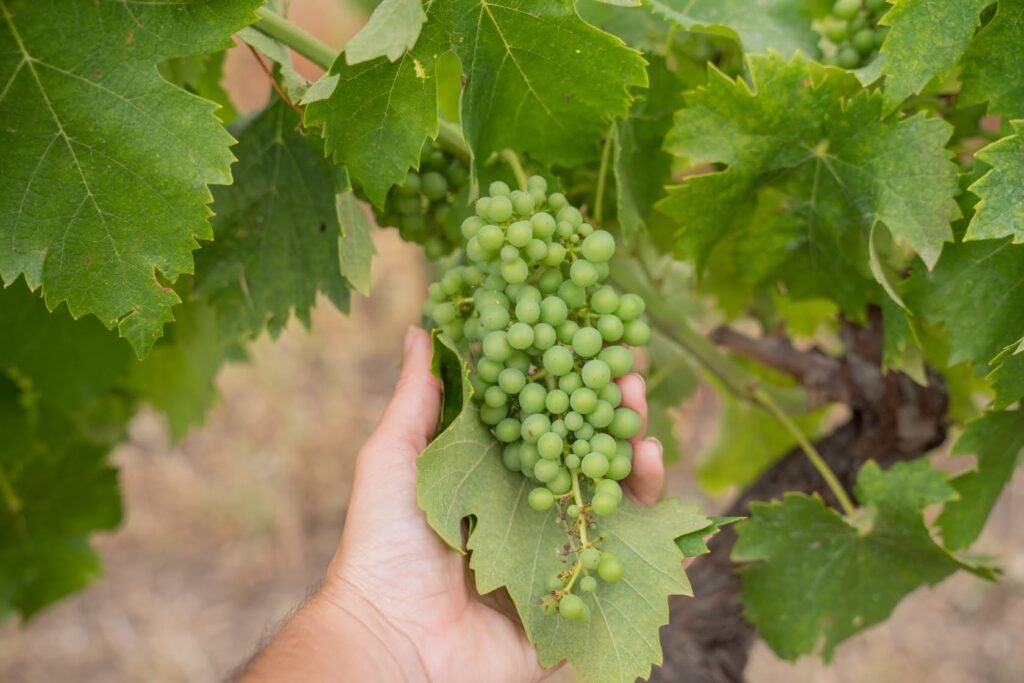 New Year's Eve in Seville: Complete Guide to Nochevieja Sevillana 1 New Year's Eve in Seville Grape tradition