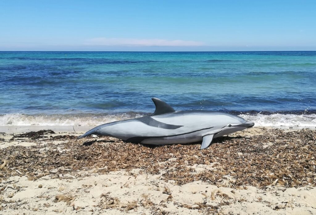 roberto meliado vIJ4H4C71PU unsplash